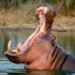 Ecuador is one of the seven countries interested in Pablo Escobar’s hippos | International | News