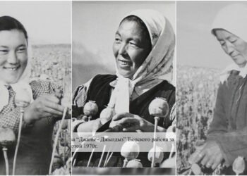 “Archive photo.” 80% of Soviet opium was grown in the Issyk-Kul region – rare photos