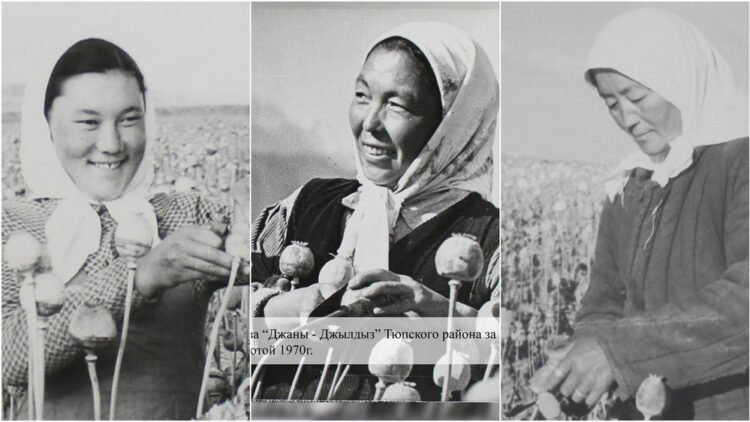 “Archive photo.” 80% of Soviet opium was grown in the Issyk-Kul region – rare photos