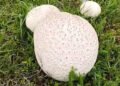 Delicious mushrooms the size of a ball were found in the Chui region