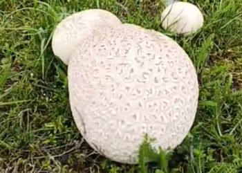 Delicious mushrooms the size of a ball were found in the Chui region