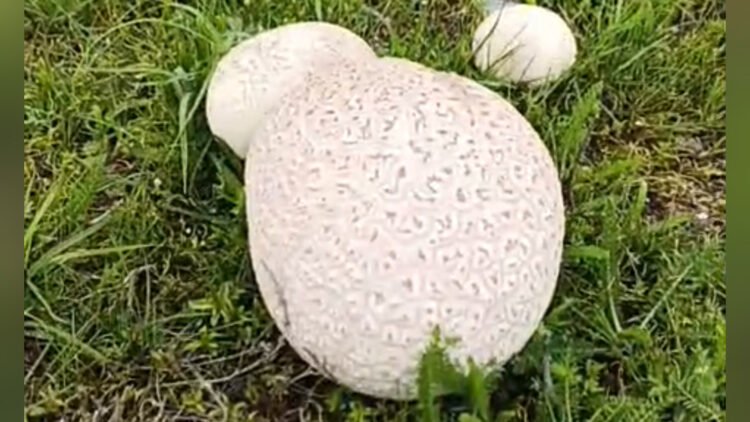 Delicious mushrooms the size of a ball were found in the Chui region