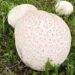 Delicious mushrooms the size of a ball were found in the Chui region