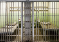 USA: Last hearing for one of the Cubans sentenced to death in Florida