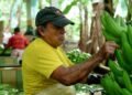 Minister Juan Carlos Vega does not rule out a ‘special decision’ to bring bananas resistant to Fusarium Race 4 to the country | Economy | News