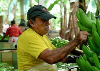 Minister Juan Carlos Vega does not rule out a ‘special decision’ to bring bananas resistant to Fusarium Race 4 to the country | Economy | News