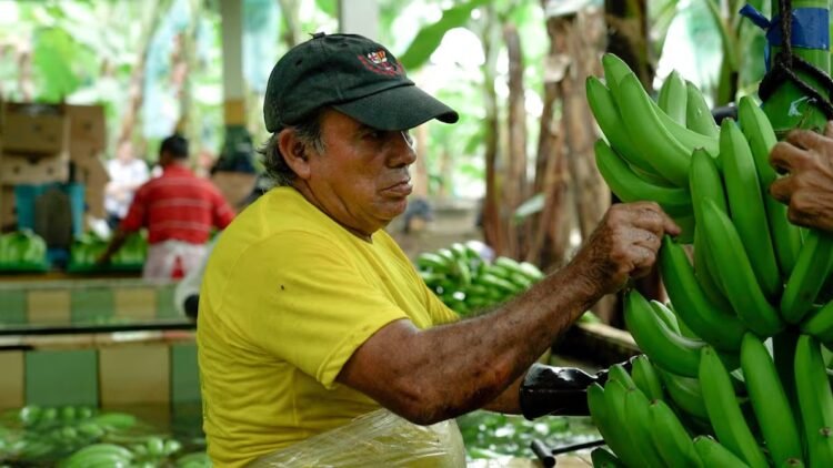 Minister Juan Carlos Vega does not rule out a ‘special decision’ to bring bananas resistant to Fusarium Race 4 to the country | Economy | News