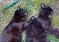 13 cats were found dead in the Ternopil region: the police’s reaction