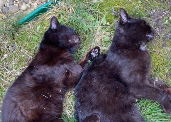 13 cats were found dead in the Ternopil region: the police’s reaction