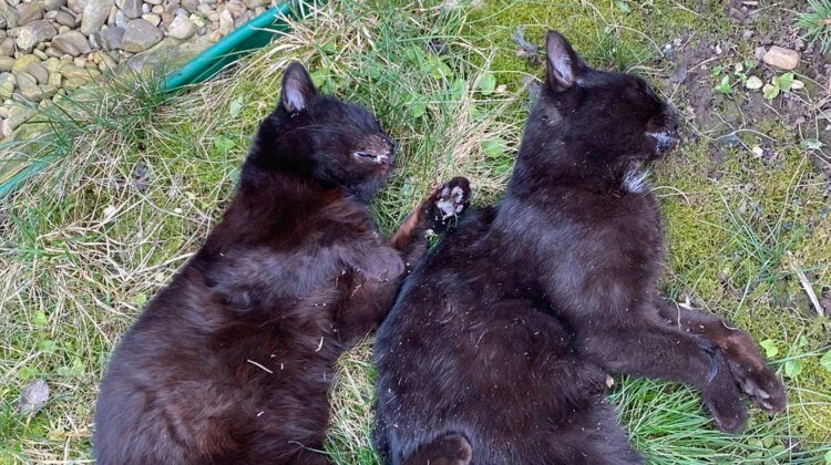 13 cats were found dead in the Ternopil region: the police’s reaction