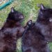 13 cats were found dead in the Ternopil region: the police’s reaction