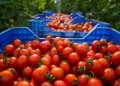 Tomatoes: Morocco is changing its model with the rise of value-added varieties