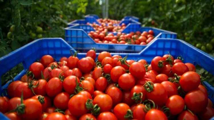 Tomatoes: Morocco is changing its model with the rise of value-added varieties