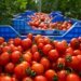 Tomatoes: Morocco is changing its model with the rise of value-added varieties
