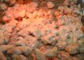 Chick at 10 DH, chicken at less than 13 DH: the plight of poultry farmers