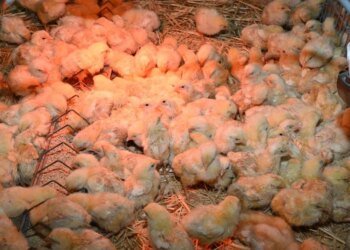 Chick at 10 DH, chicken at less than 13 DH: the plight of poultry farmers