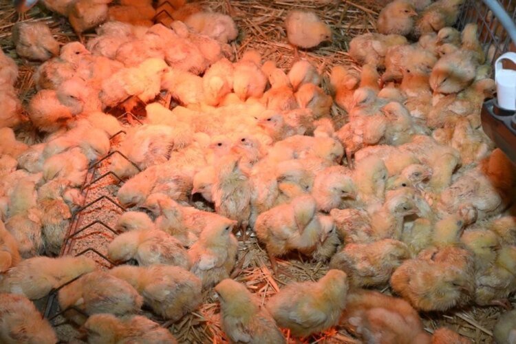 Chick at 10 DH, chicken at less than 13 DH: the plight of poultry farmers