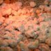 Chick at 10 DH, chicken at less than 13 DH: the plight of poultry farmers
