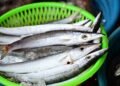 Japan seeks to reduce saury fishing quotas at annual talks in Osaka