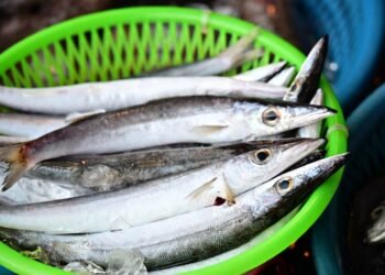 Japan seeks to reduce saury fishing quotas at annual talks in Osaka