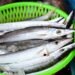 Japan seeks to reduce saury fishing quotas at annual talks in Osaka