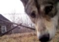Chernobyl and the area between the two Koreas became a paradise for wild animals