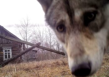 Chernobyl and the area between the two Koreas became a paradise for wild animals