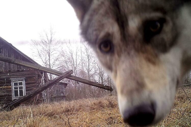 Chernobyl and the area between the two Koreas became a paradise for wild animals