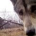 Chernobyl and the area between the two Koreas became a paradise for wild animals