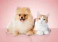 Best Pet Insurance Companies of 2026: Comprehensive Coverage for Your Furry Friends​