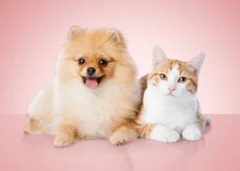 Best Pet Insurance Companies of 2026: Comprehensive Coverage for Your Furry Friends​