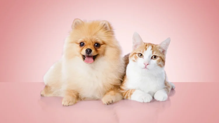 Best Pet Insurance Companies of 2026: Comprehensive Coverage for Your Furry Friends​