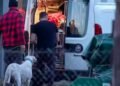 Dog attack in Lombardy: woman found dead – owner in sight
