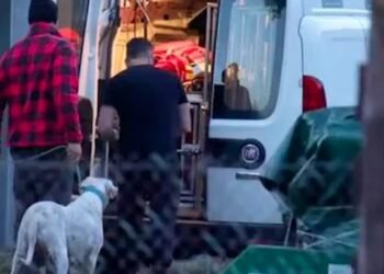 Dog attack in Lombardy: woman found dead – owner in sight