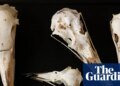 Scientists believe birds’ skulls hold clues to inner lives of long-extinct dinosaurs | Dinosaurs
