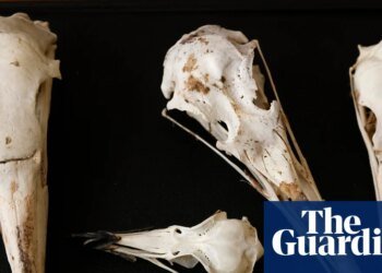 Scientists believe birds’ skulls hold clues to inner lives of long-extinct dinosaurs | Dinosaurs
