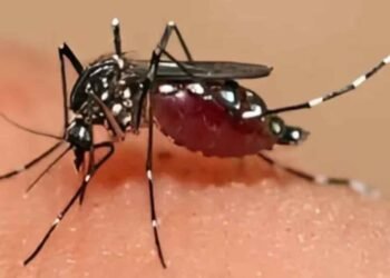 Pacific dengue surge: Travellers urged over protection as regional outbreaks increase