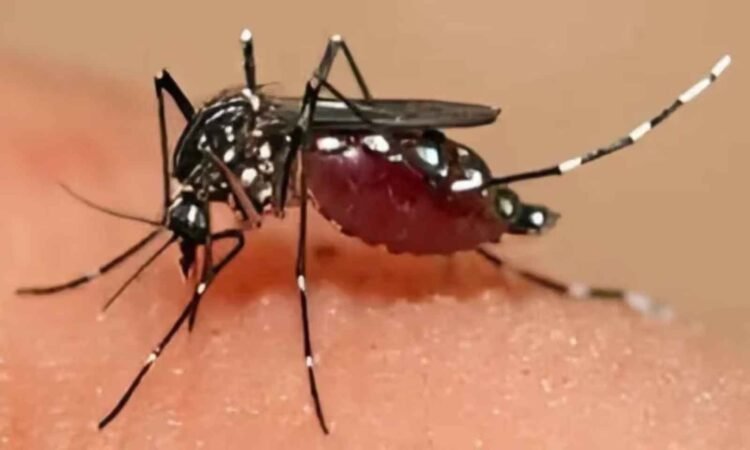Pacific dengue surge: Travellers urged over protection as regional outbreaks increase