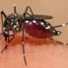 Pacific dengue surge: Travellers urged over protection as regional outbreaks increase