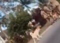 Animal rights activists ‘disgusted’ after viral video shows officer killing a dog | News