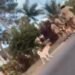 Animal rights activists ‘disgusted’ after viral video shows officer killing a dog | News