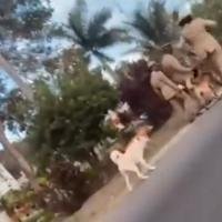 Animal rights activists ‘disgusted’ after viral video shows officer killing a dog | News
