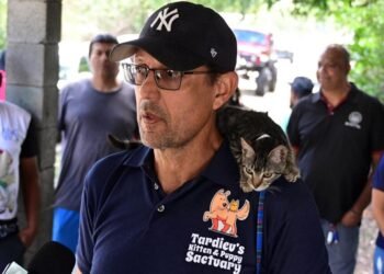 ‘THREATS’ TO STRAY CATS | Local News