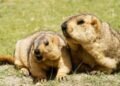 Marmot Reintroduction in Tarvagatai Mountains Shows Strong Recovery
