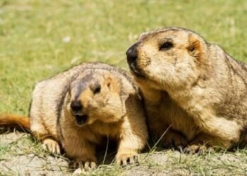 Marmot Reintroduction in Tarvagatai Mountains Shows Strong Recovery