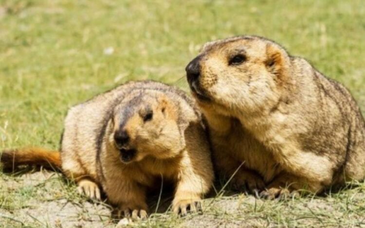 Marmot Reintroduction in Tarvagatai Mountains Shows Strong Recovery