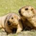Marmot Reintroduction in Tarvagatai Mountains Shows Strong Recovery