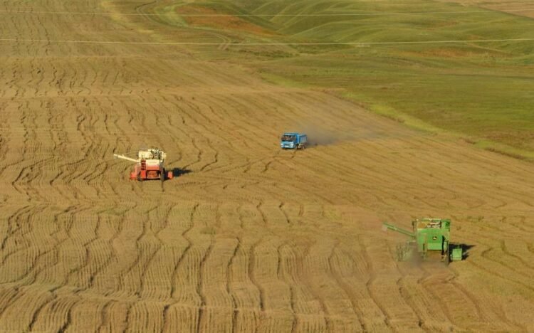 Cabinet Adopts Measures to Improve Vegetable Supply, Support Farmers