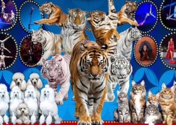 ‘World Circus in Mongolia 2026’ Show to Open Soon in Ulaanbaatar