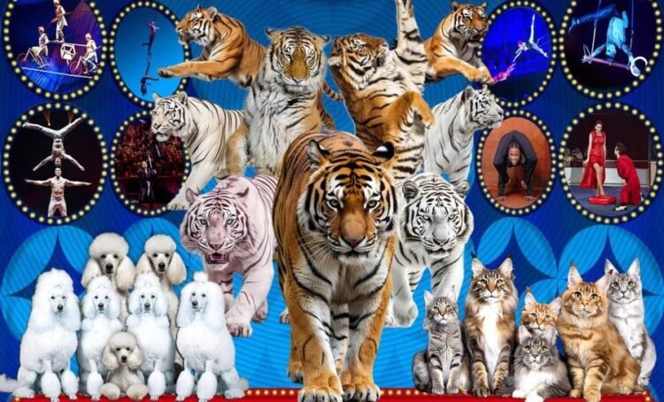 ‘World Circus in Mongolia 2026’ Show to Open Soon in Ulaanbaatar